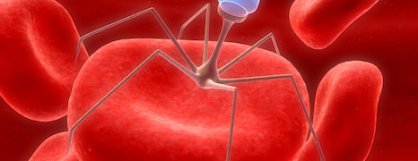 Ebola